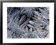 Close View Of Frost Crystals by Tim Laman Limited Edition Print
