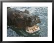 Hippopotamus Bares Its Teeth At The Sedgwick County Zoo, Kansas by Joel Sartore Limited Edition Print