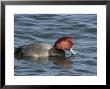 Redhead Duck Searching For Food On The Choptank River by George Grall Limited Edition Pricing Art Print