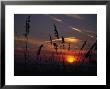 Sea Oats Blow In The Breeze As The Sun Sets Over The Gulf Of Mexico, Holmes Beach, Florida by Stacy Gold Limited Edition Print