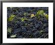 Wine Grapes Wait For Pressing In The Village Of Aspiran, France by Bill Hatcher Limited Edition Print
