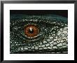Close View Of The Eye Of A New Species Of Monitor Lizard by Tim Laman Limited Edition Print