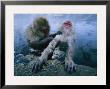Two Japanese Macaques, Or Snow Monkeys, Enjoy A Dip In A Hot Spring by Tim Laman Limited Edition Print