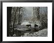 Two Gray Wolves, Canis Lupus, Stop At A Creek In A Snowy Forest by Jim And Jamie Dutcher Limited Edition Print