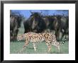 Female Cheetah Walks Past A Herd Of Watchful Wildebeests by John Eastcott & Yva Momatiuk Limited Edition Pricing Art Print