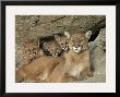 Mountain Lion Mother With Her Young Sits At The Mouth Of A Cave by Norbert Rosing Limited Edition Print