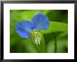 Asiatic Dayflower, A Wildflower Of The Blue Ridge Mountains by White & Petteway Limited Edition Print