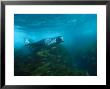 Gray Seal Swims Through Thickets Of Kelp by Brian J. Skerry Limited Edition Print