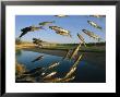 Minnows In An Aquarium Appear To Fly Over Wyoming's Powder River by Joel Sartore Limited Edition Print