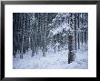 Winter View Of The Black Forest With A Fresh Coat Of Snow by Taylor S. Kennedy Limited Edition Print