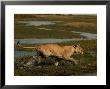African Lioness, Panthera Leo, Running Through Flooded Grassland, Okavango Delta, Botswana by Beverly Joubert Limited Edition Print