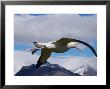 Wandering Albatross, Longest Wingspan In The World, In Flight, South Georgia Island, Antarctica by Paul Nicklen Limited Edition Pricing Art Print