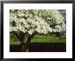 Blossoming Dogwood Tree And Grazing Horses, Virginia by Annie Griffiths Belt Limited Edition Pricing Art Print