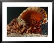 Red Hermit Crab Occupying The Shell Of A Giant Triton Snail, Derawan Island, Borneo, Indonesia by Darlyne A. Murawski Limited Edition Print