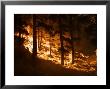 Forest Fire Caused By Lightning In Custer State Park by Mark Thiessen Limited Edition Print