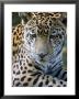 Wildlife In Belize, Jaguar by Jane Sweeney Limited Edition Print