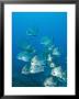 Atlantic Spadefish, Ambergris Caye, Hol Chan Marine Preserve, Belize by Stuart Westmoreland Limited Edition Print