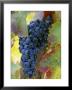 Aglianico Grapes (Grown In Campania And Basilicata) by Hans-Peter Siffert Limited Edition Print