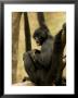 Black Spider Monkeys At The Omaha Zoo, Nebraska by Joel Sartore Limited Edition Pricing Art Print