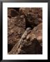 Giant Chuckwalla On San Esteban Island, Baja California, Mexico by Ralph Lee Hopkins Limited Edition Print