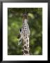 Reticulated Giraffe Uses Its Tongue To Grab Some Leaves Off A Tree, Henry Doorly Zoo, Nebraska by Joel Sartore Limited Edition Print