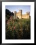 Wild Flowers In Front Of Sham Castle At Dusk In Bath, England by Richard Nowitz Limited Edition Print