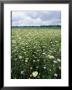 Purple Loosestrife Flowers Bloom In A Montezuma Wetland Meadow by Skip Brown Limited Edition Print