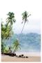 Costa Rica Palms by Shane Settle Limited Edition Pricing Art Print