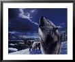 Howling Wolves by Kevin Daniel Limited Edition Print
