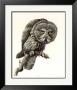 Great Grey Owl by James Fenwick Lansdowne Limited Edition Print