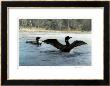 Yodeling - Common Loon by Carl Arlen Limited Edition Pricing Art Print