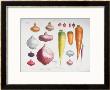 Onions, Radishes And Carrots, From The First Album Vilmorin, 1850 by Elisa Champin Limited Edition Print