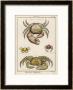 Gecarcinus Anisochele And Other Crabs by Benard Limited Edition Pricing Art Print