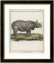 Fine Early Engraving Of An African Rhinoceros by Benard Limited Edition Print
