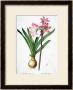 Amaryllis Belladonna, From Les Liliacees by Pierre-Joseph Redouté Limited Edition Pricing Art Print