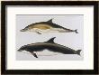 Two Varieties Of Dolphin: Delphinus Delphis (Top) Delphinus Tursio by J. Smit Limited Edition Pricing Art Print