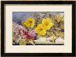 A Still Life Of Roses And Other Flowers On A Ledge by Mary Elizabeth Duffield Limited Edition Print