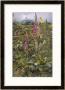 Naked Fairies Among The Foxgloves In Ancient Britain by Eleanor Fortescue Brickdale Limited Edition Print