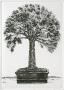 Bonzai Ii by Marc Jurt Limited Edition Pricing Art Print