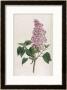 Common Lilac by William Curtis Limited Edition Pricing Art Print
