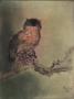 Chouette by Kaiko Moti Limited Edition Pricing Art Print
