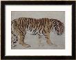 Cinquenta, Tigre Real by Edwin Henry Landseer Limited Edition Print