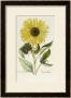 Hand Coloured Engraving Of A Sunflower by George Wolfgang Knorr Limited Edition Print
