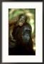Orangutan, Female And Young, Borneo by Mike Hill Limited Edition Print