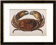 Cancer Edwardsii by I.O. Westwood Limited Edition Pricing Art Print