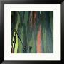 Detail Of Eucalyptus Tree Bark, Haleakala National Park, Maui, Hawaii, Usa by Wes Walker Limited Edition Print