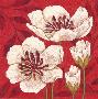 Modern Poppy Ii by Melissa Pluch Limited Edition Print