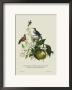 Humming Birds At The Brasils by J. Forbes Limited Edition Print