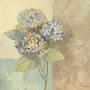 Damask Hydrangea by Albena Hristova Limited Edition Print