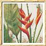 Helliconias With Leaves Ii by Patricia Quintero-Pinto Limited Edition Print